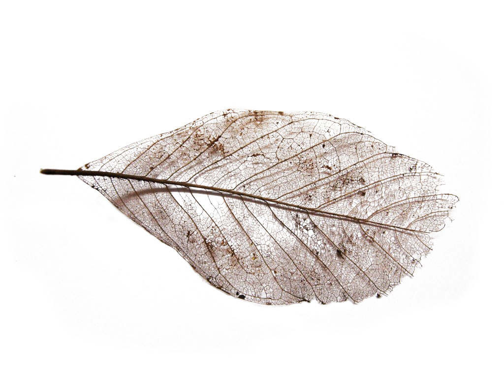 Leaf